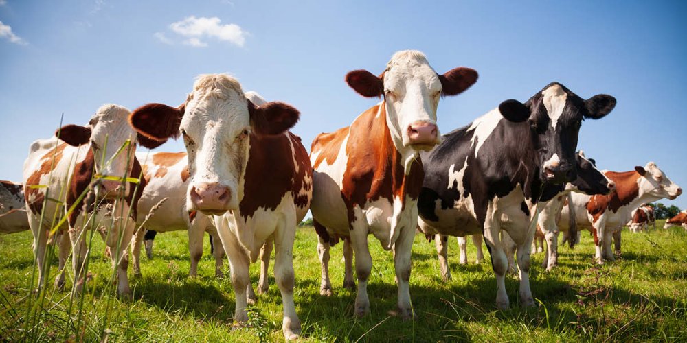 Wahaca moves to regenerative beef